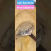 Suji ka Danedar Halwa | #shorts #ytshorts #shortsvideo