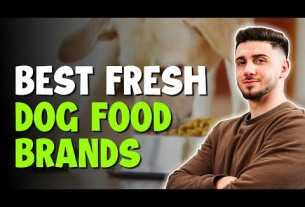 Best Fresh Dog Food Brands 2023