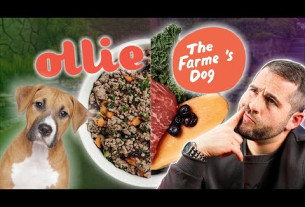 Ollie Vs The Farmers Dog Review:  Best Pet Dog Food in 2023?