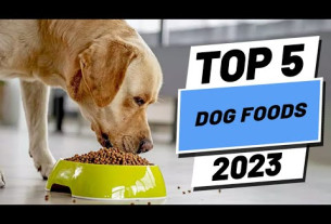 Top 5 BEST Dog Foods of (2023)